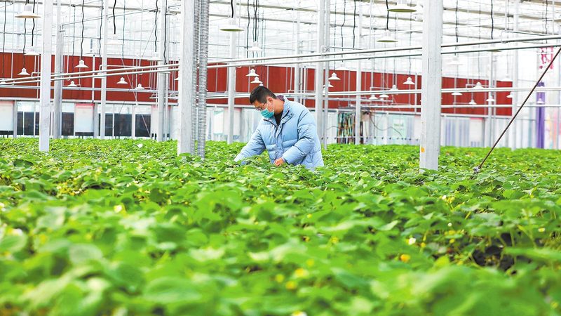 小型水果种植合作社加盟方法