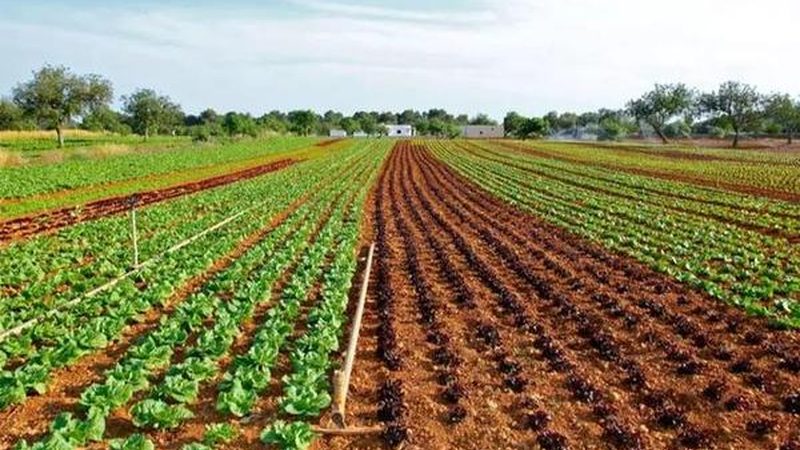 成都粮食种植基地水稻品种对比