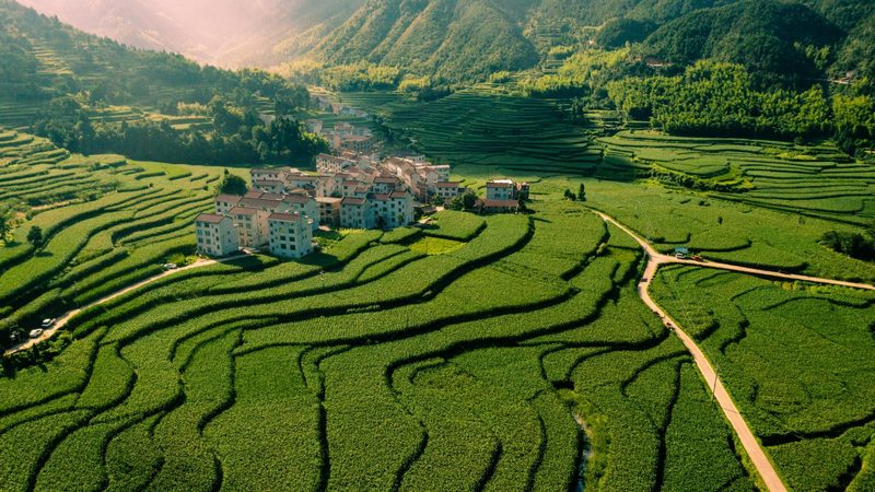 果蔬配送平台：构建高效供应链的五大关键