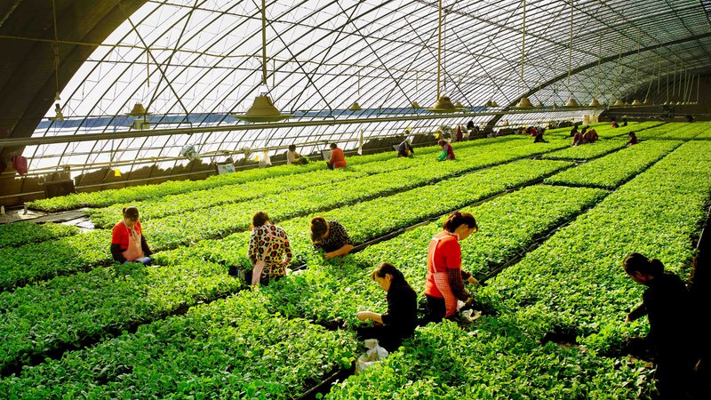 蔬菜种植基地承包：如何规避风险，选择优质合作伙伴