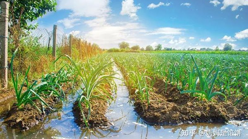 果蔬批发价格波动原因探析