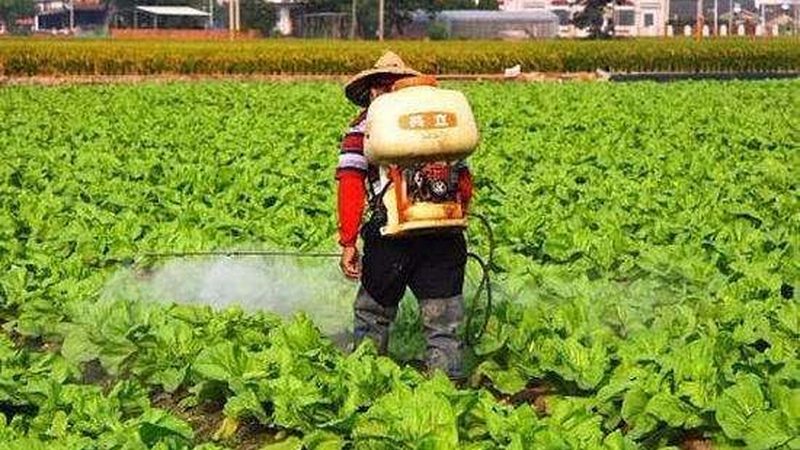 家庭农场有机蔬菜种植，这几点注意事项不容忽视