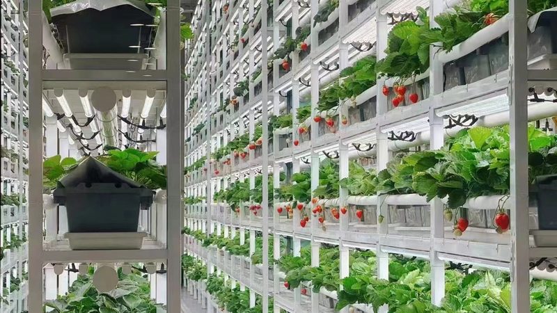 粮食种植加盟：揭秘加盟价格背后的考量因素